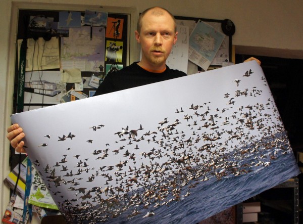 Tormod Amundsen and the King Eider Vortex – flocks of more than 10000 King and Common Eiders found in the Vardø waters.